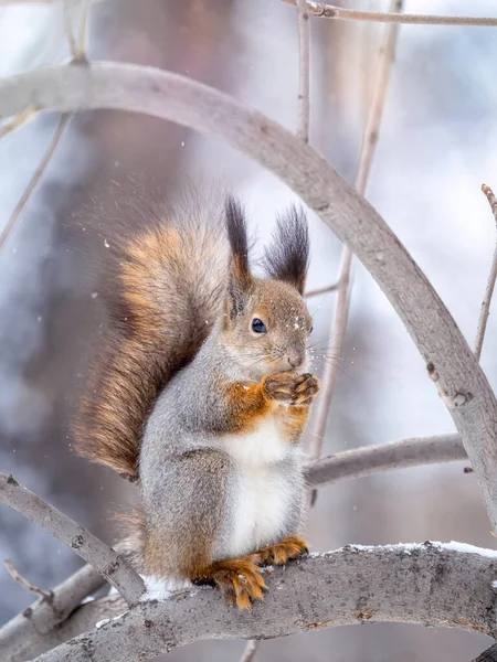 견과류가 다람쥐는 겨울이나 늦가을에 나무에 앉는다 유라시아붉은 다람쥐 Sciurus Vulgaris — 스톡 사진