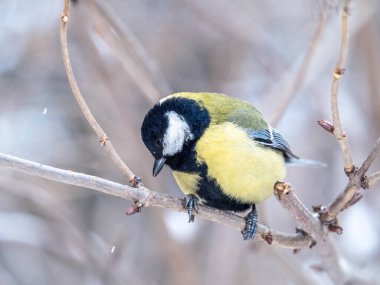 Cute bird Great tit, songbird sitting on a branch without leaves in the autumn or winter. Parus major