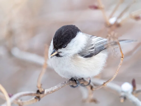 Niedlichen Vogel Die Weidenmeise Singvogel Sitzt Mit Samen Auf Einem — Stockfoto