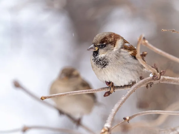 Sparrow Zit Een Tak Zonder Bladeren Sparrow Een Tak Herfst — Stockfoto