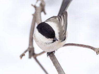 Cute bird The willow tit, song bird sitting on a branch without leaves in the winter. Willow tit perching on tree in winter. The willow tit, lat. Poecile montanus.