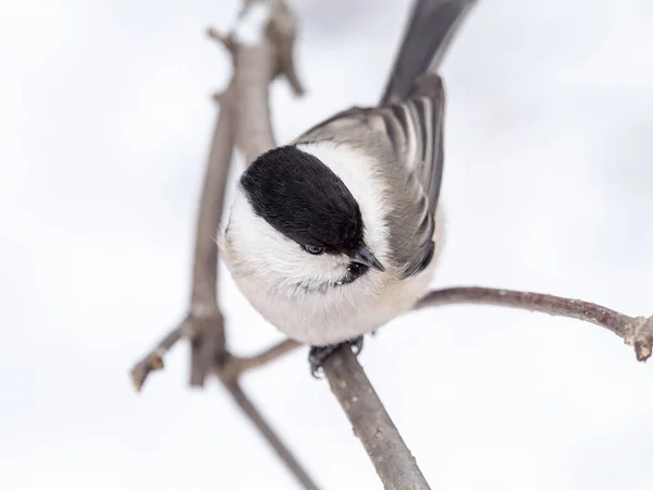 Mignon Oiseau Mésange Saule Oiseau Chanteur Assis Sur Une Branche — Photo