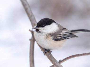 Cute bird The willow tit, song bird sitting on a branch without leaves in the winter. Willow tit perching on tree in winter. The willow tit, lat. Poecile montanus.