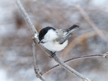 Cute bird The willow tit, song bird sitting on a branch without leaves in the winter. Willow tit perching on tree in winter. The willow tit, lat. Poecile montanus.