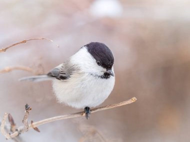 Cute bird The willow tit, song bird sitting on a branch without leaves in the winter. Willow tit perching on tree in winter. The willow tit, lat. Poecile montanus.