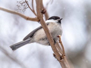 Cute bird The willow tit, song bird sitting on a branch without leaves in the winter. Willow tit perching on tree in winter. The willow tit, lat. Poecile montanus.