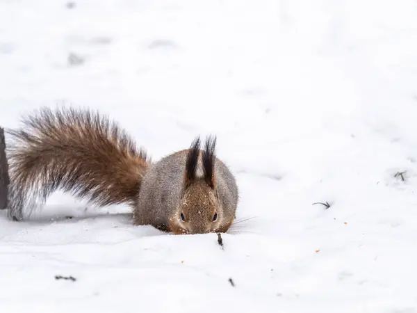 Eichhörnchen Versteckt Nüsse Weißen Schnee Rotes Eichhörnchen Sciurus Vulgaris — Stockfoto