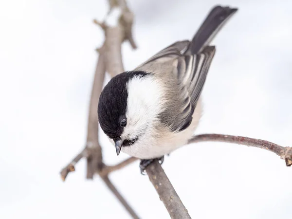 Cute Bird Willow Tit Song Bird Sitting Branch Leaves Winter —  Fotos de Stock