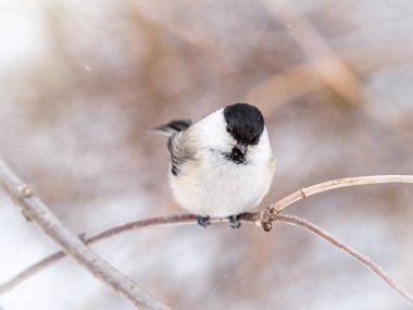 Cute bird The willow tit, song bird sitting on a branch without leaves in the winter. Willow tit perching on tree in winter. The willow tit, lat. Poecile montanus.
