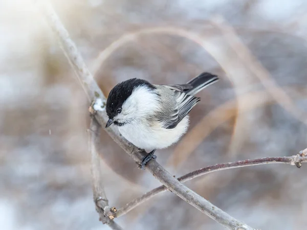 Cute Bird Willow Tit Song Bird Sitting Branch Leaves Winter — Foto de Stock