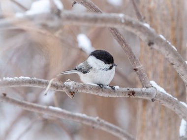Cute bird The willow tit, song bird sitting on a branch without leaves in the winter. Willow tit perching on tree in winter. The willow tit, lat. Poecile montanus.