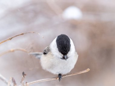 Cute bird The willow tit, song bird sitting on a branch without leaves in the winter. Willow tit perching on tree in winter. The willow tit, lat. Poecile montanus.