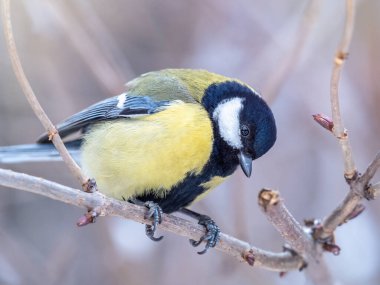 Cute bird Great tit, songbird sitting on a branch without leaves in the autumn or winter. Parus major