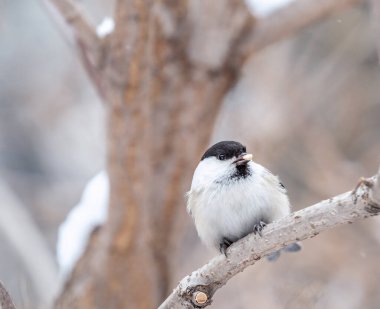 Cute bird The willow tit, song bird sitting with seed on a branch without leaves in the winter. Willow tit perching on tree in winter. The willow tit, lat. Poecile montanus.