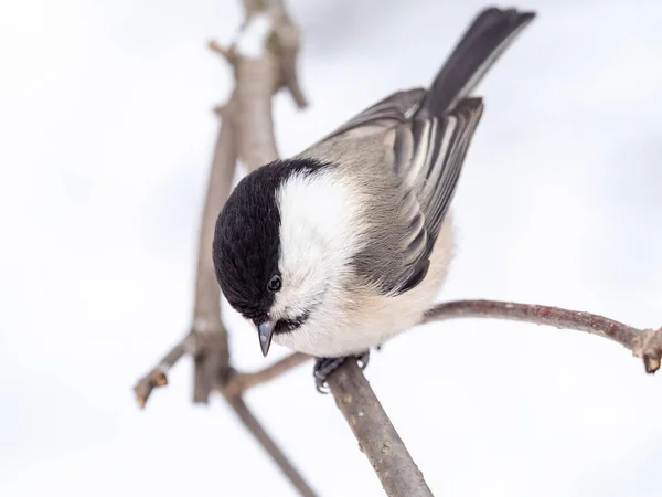 Cute Bird Willow Tit Song Bird Sitting Branch Leaves Winter — Fotografia de Stock