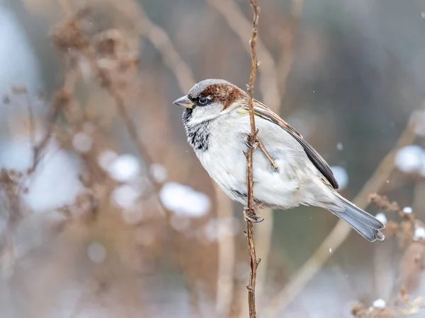 Sparrow Yaprakları Olmayan Bir Dalda Oturuyor Sonbaharda Kışın Bir Dalda — Stok fotoğraf