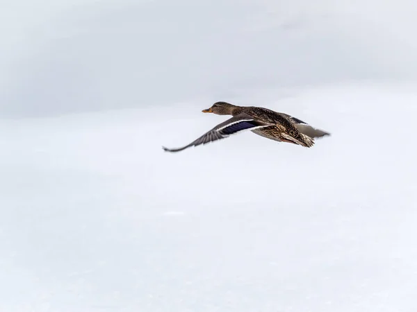 Pato Mallard Voando Sobre Fundo Branco Neve Pato Mallard Macho — Fotografia de Stock