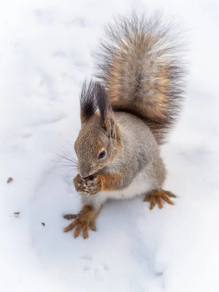 Squirrel Sits White Snow Nut Winter Eurasian Red Squirrel Sciurus — Stock Photo, Image