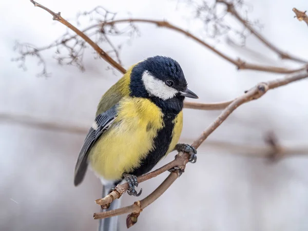 Cute Bird Great Tit Songbird Sitting Branch Leaves Autumn Winter — Stock fotografie