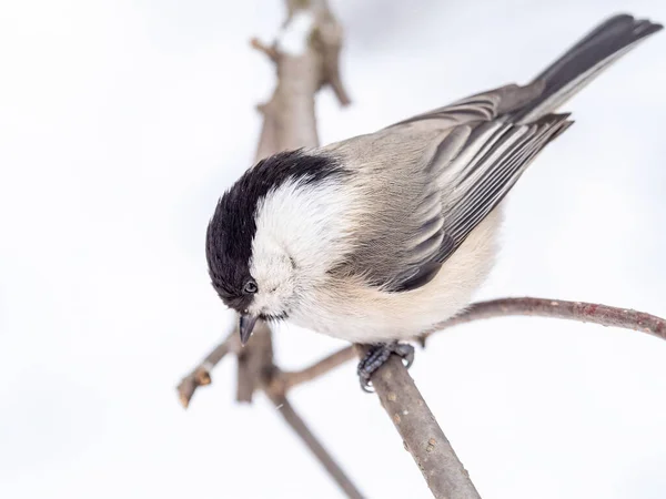 Cute Bird Willow Tit Song Bird Sitting Branch Leaves Winter — Zdjęcie stockowe