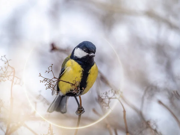 Cute Bird Great Tit Songbird Sitting Branch Leaves Autumn Winter — Fotografia de Stock