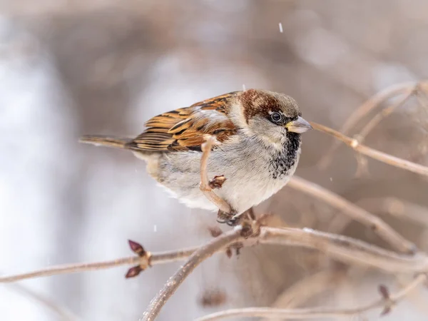 Sparrow Zit Een Tak Zonder Bladeren Sparrow Een Tak Herfst — Stockfoto