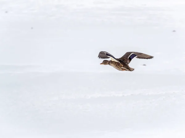 Mallard Duck Repül Fehér Háttér Mallard Kacsa Nőstény — Stock Fotó