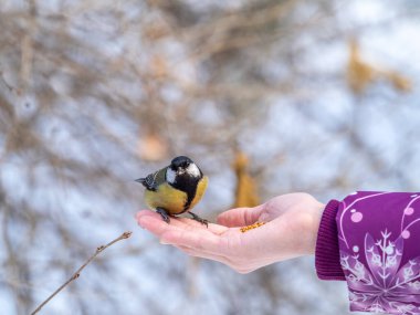 Girl feeds a tit from a palm. A bird sits on a woman's hand and eats seeds. Caring for animals in winter or autumn.