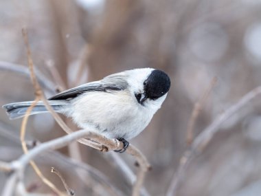 Cute bird The willow tit, song bird sitting on a branch without leaves in the winter. Willow tit perching on tree in winter. The willow tit, lat. Poecile montanus.