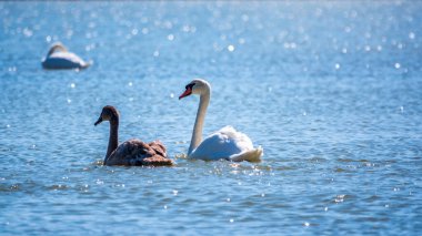 Turuncu ve siyah gagalı beyaz dilsiz bir kuğu ve güneşli bir kış gününde mavi suyla gölde yüzen pembe gagalı genç kahverengi bir yavru. Dilsiz kuğu, Latince adı Cygnus olor.
