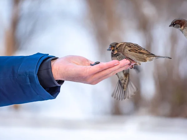 Een Man Voedt Mussen Uit Zijn Hand Mussen Eten Beurtelings — Stockfoto