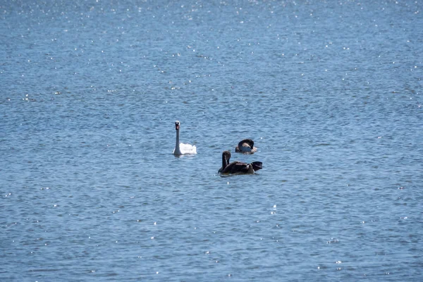 Cisne Mudo Blanco Con Pico Naranja Negro Crías Jóvenes Color — Foto de Stock