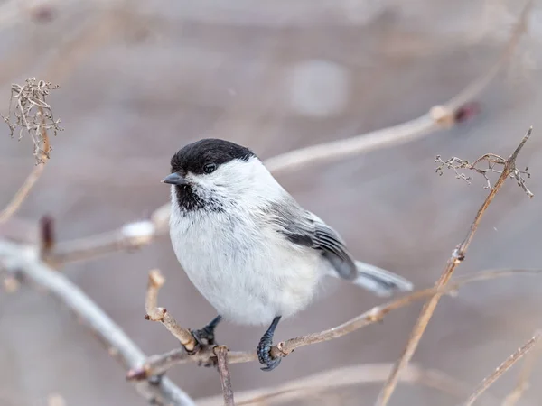 Cute Bird Willow Tit Song Bird Sitting Branch Leaves Winter — 图库照片