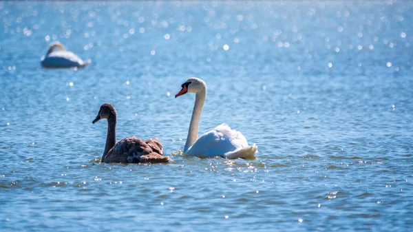 Turuncu ve siyah gagalı beyaz dilsiz bir kuğu ve güneşli bir kış gününde mavi suyla gölde yüzen pembe gagalı genç kahverengi bir yavru. Dilsiz kuğu, Latince adı Cygnus olor.