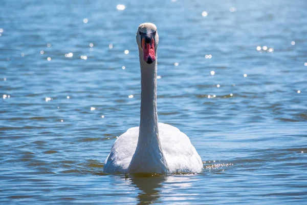 Elegante Cisne Blanco Nadando Lago Cisnes Naturaleza Cisne Mudo Nombre —  Fotos de Stock