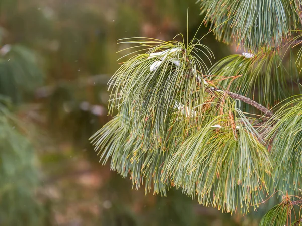 주름이 바늘을 가지들 피누스 Pinus Sibirica 시베리아 소나무 가지에 바늘을 — 스톡 사진