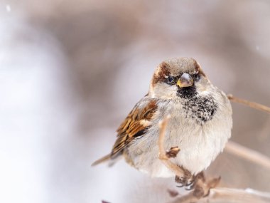 Sparrow yaprakları olmayan bir dalda oturuyor. Sonbaharda ya da kışın bir dalda serçe