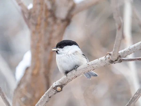 Cute Bird Willow Tit Song Bird Sitting Seed Branch Leaves — Stockfoto