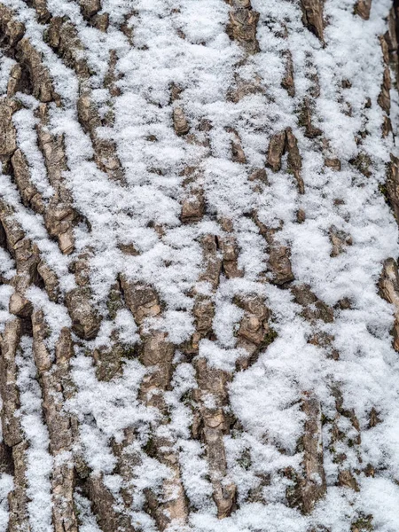 绿苔树褐色树皮的松软质感 长满青苔和雪的老枫树树皮的纹理 — 图库照片