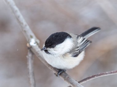 Cute bird The willow tit, song bird sitting on a branch without leaves in the winter. Willow tit perching on tree in winter. The willow tit, lat. Poecile montanus.
