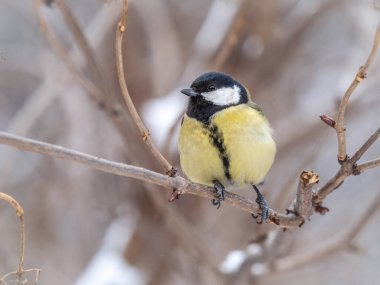 Cute bird Great tit, songbird sitting on a branch without leaves in the autumn or winter. Parus major