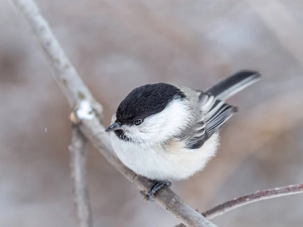 Cute Bird Willow Tit Song Bird Sitting Branch Leaves Winter — Stock fotografie