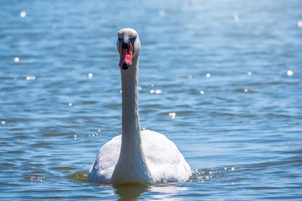 Grazioso Cigno Bianco Che Nuota Nel Lago Cigni Natura Cigno — Foto Stock