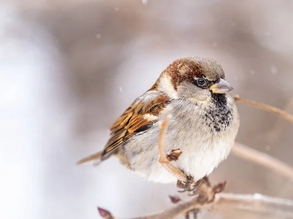 Sperling Sitzt Auf Einem Zweig Ohne Blätter Sperling Ast Herbst — Stockfoto