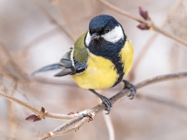 Cute Bird Great Tit Songbird Sitting Branch Leaves Autumn Winter — Stockfoto