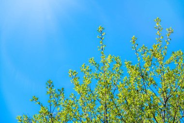 Mavi gökyüzünün arka planında taze yeşil yaprakları olan bahar dalları. Arka plan olarak bahar yaprakları ve mavi gökyüzü. Kopyalama alanı ile bahar arkaplanı