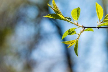 Mavi gökyüzünün arka planında taze yeşil yaprakları olan bahar dalları. Arka plan olarak bahar yaprakları ve mavi gökyüzü. Kopyalama alanı ile bahar arkaplanı