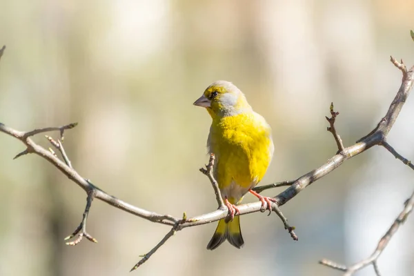 Зеленая Желтая Певчая Птица Европейский Зеленый Вьюрок Сидящий Ветке Весной — стоковое фото