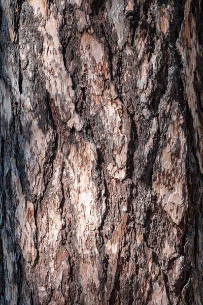 Bark Pine Tree Texture Spruce Bark Seamless Tree Bark Background — Stock Photo, Image