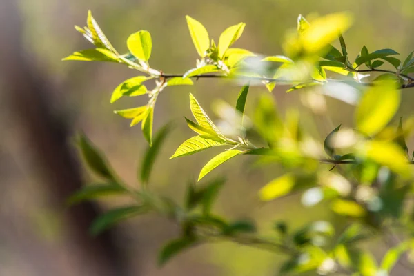 Зеленые Кусты Молодыми Листьями Закате Фоновое Весеннее Изображение — стоковое фото